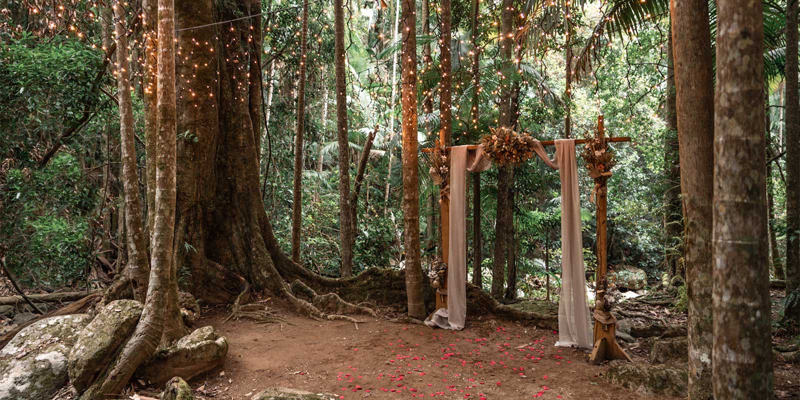 Our ancient fig tree is the perfect backdrop for an intimate wedding at Crystal Creek Rainforest Retreat