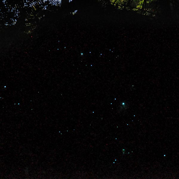 Glow worms along Crystal Creek are an enchanting and romantic sight