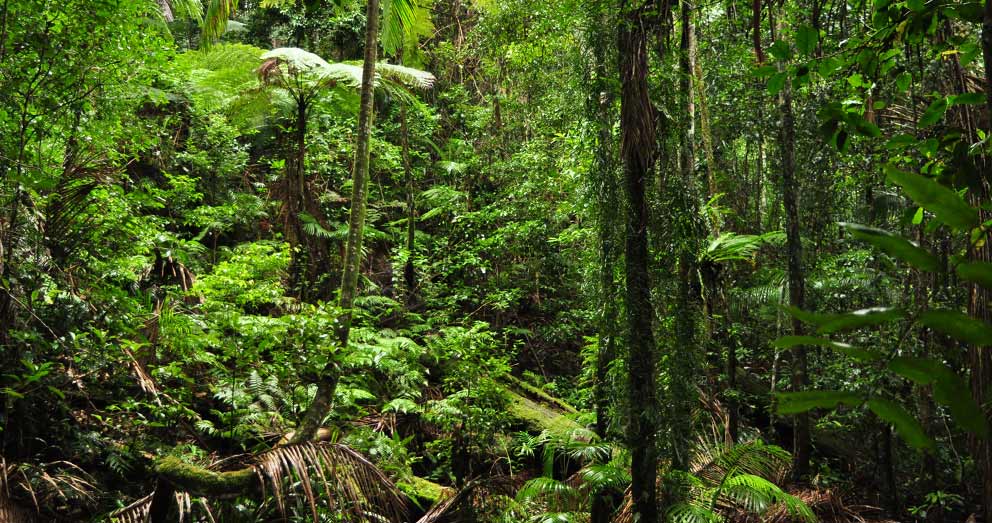 The pristine rainforest of our Retreat helps to preserve the biodiversity of the area The pristine rainforest of our Retreat helps to preserve the biodiversity of the area