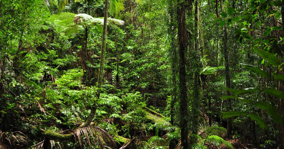 The pristine rainforest of our Retreat helps to preserve the biodiversity of the area