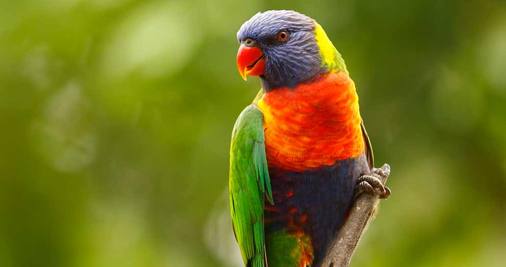 Rainbow Lorikeets are plentiful in the area