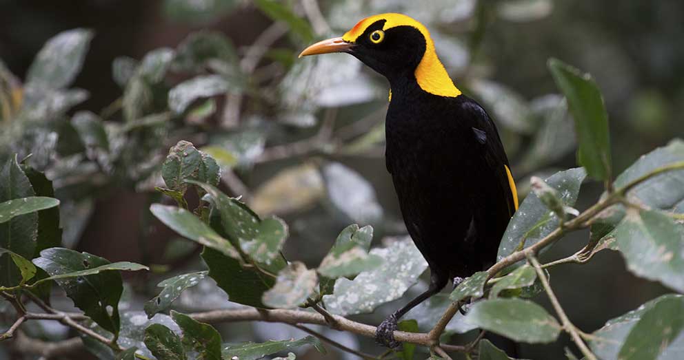 The Regent Bowerbird is a shy but elegant creature
